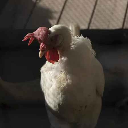 בית נופש Hiresicily - Casale Della Pergola Lido di Noto