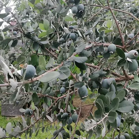 Casale Della Pergola Lido di Noto